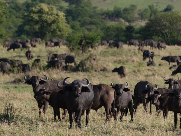 <h3><a href="/trips/tanzania/biota/animalia/chordata/mammalia/artiodactyla/bovidae/syncerus caffer/syncerus caffer-nl.html">Syncerus&nbsp;caffer</a> / African&nbsp;buffalo / Afrikaanse&nbsp;buffel</h3>OM-1 Mark II met OLYMPUS M.150-400mm F4.5, 1/2000 sec  bij F4.5, ISO 800, afstand 68.6&nbsp;m